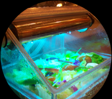 SaniChill Mini countertop sanitizing system with UV glow